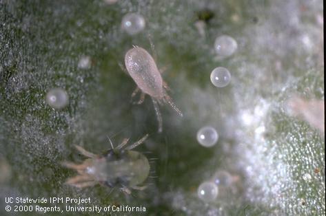 Adult western predatory mite.