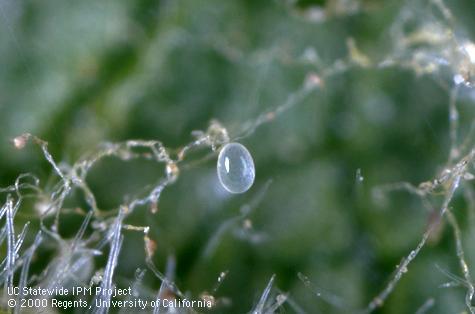 Egg of western predatory mite, <i>Galendromus (=Metaseiulus) occidentalis.</i>.