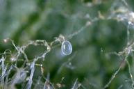 Wester predatory mite egg