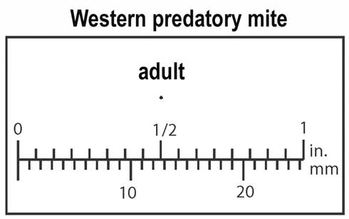 Relative size of adult western predatory mite, Galendromus (=Metaseiulus) occidentalis.