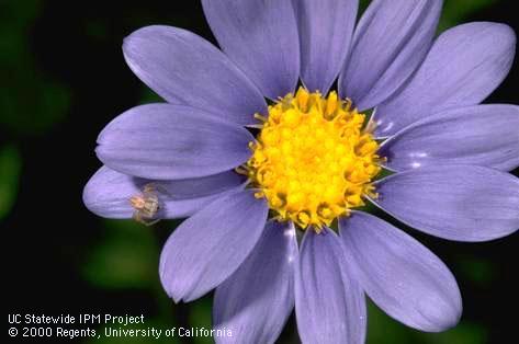 Adult crab spider.