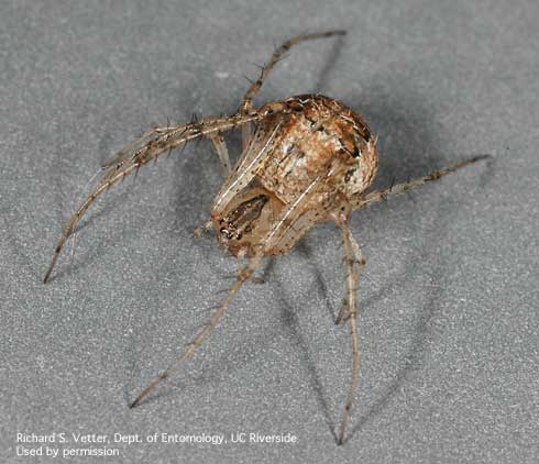 Adult pirate spider, <i>Mimetus</i> sp.