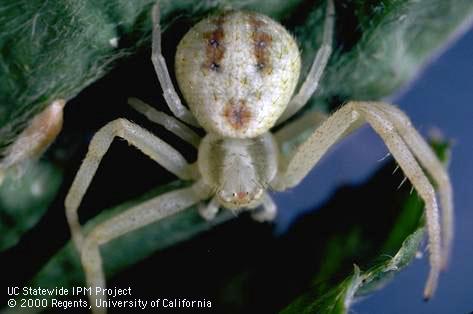 Adult flower spider, Misumena vatia (Thomisidae).