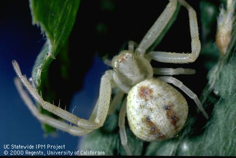 Adult flower spider.