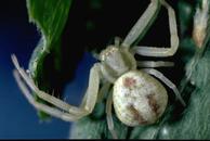 Salticidae, jumping spiders