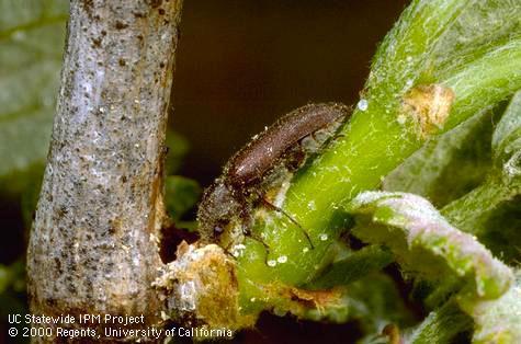 Adult branch and twig borer.