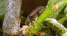 An adult branch and twig borer feeding and chewing at the base of a grape shoot.