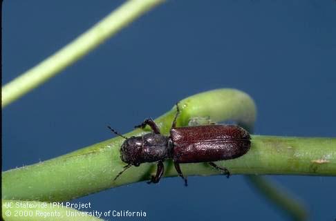 Adult branch and twig borer.