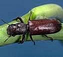 Borer adult