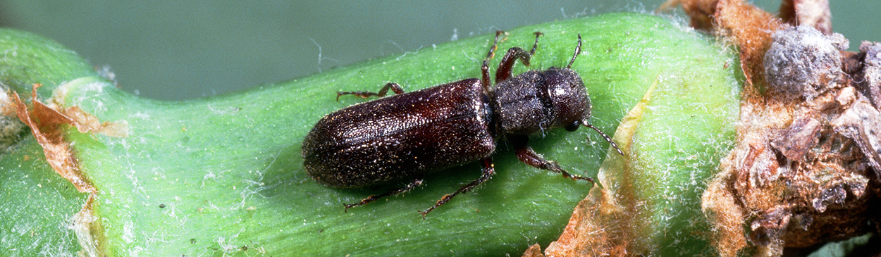 Adult branch and twig borer, Melalgus confertus.