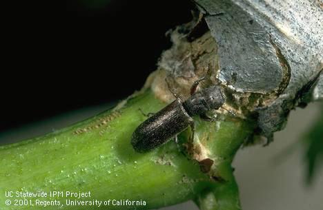 Adult branch and twig borer, <I>Melalgus confertus.</I>.