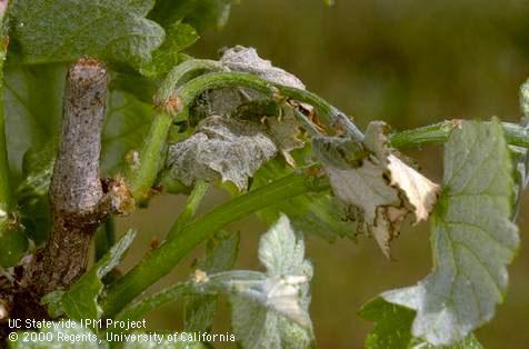 Crop damaged by branch and twig borer.