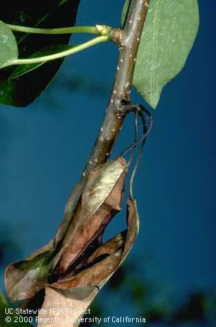 Crop damaged by branch and twig borer.