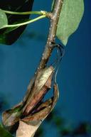 Dead leaf spur on branch