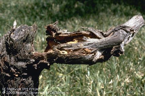 A grape cordon (horizontal limb) broken due to extensive feeding by larvae of branch and twig borer, <i>Melalgus confertus</i>.