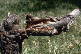 A grape cordon (horizontal limb) broken due to extensive branch and twig borer feeding.