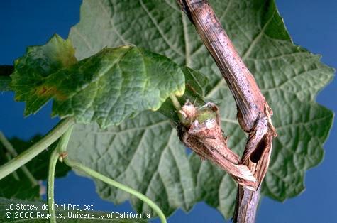 Crop damage by branch and twig borer.