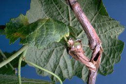 A grape branch twisted and broken due to feeding of branch and twig borer.