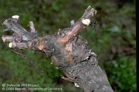 Crop damage by branch and twig borer.