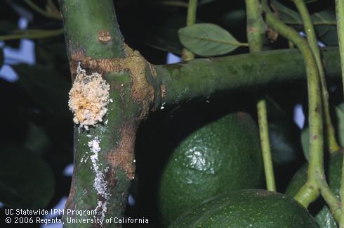 Flaky exudate and a tunnel in a green avocado stem probably caused by branch and twig borer, <I>Melalgus confertus.</I> .