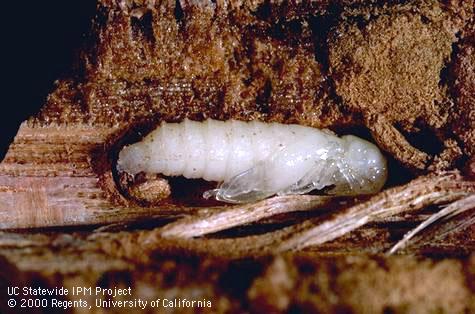 Pupa of branch and twig borer, <i>Melalgus confertus</i>, exposed under bark.