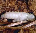 Borer pupa