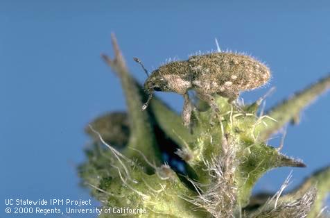 Adult seed weevil.