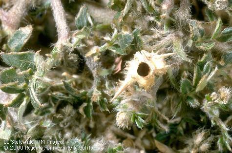 Seed weevil emergence hole.