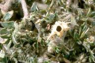 Emergence hole of the seed weevil, Microlarinus lareynii, in a puncturevine seed capsule.