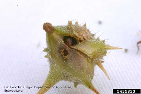 A fruit (seedhead) of puncturevine, <i>Tribulus terrestris</i>, with roundish emergence holes of adult puncturevine seed weevils, <i>Microlarinus lareynii</i>, with an adult beetle partly visible inside the top hole.