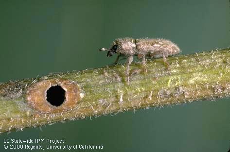 Adult puncturevine stem weevil, <i>Microlarinus lypriformis</i>, and its emergence hole in a stem of puncturevine, <i>Tribulus terrestris</i>.