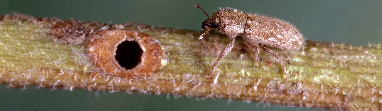 Emergence hole and adult weevil, <i>Microlarinus lypriformis</i>, that during its larval stage feeds inside stems of puncturevine, <i>Tribulus terrestris</i>.