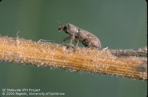 Adult stem weevil.