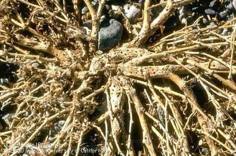 Dead stems of puncturevine, <i>Tribulus terrestris</i>, with numerous emergence holes of puncturevine stem weevils, <i>Microlarinus lypriformis</i>, that killed the plant.