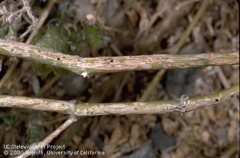 Crop damaged by stem weevil.