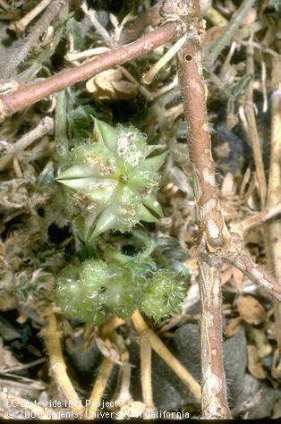 A fruit (seed capsule) and stem of puncturevine, <i>Tribulus terrestris</i>, with sunken, brown and grayish feeding scars of adult puncturevine weevils, <i>Microlarinus</i> spp.