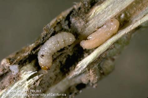 Larva (left) and pupa of the puncturevine stem weevil, <i>Microlarinus lypriformis</i>, exposed in a stem of puncturevine, <i>Tribulus terrestris</i>.