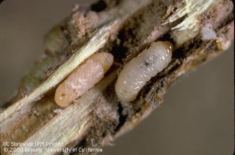 Stem weevil larva.