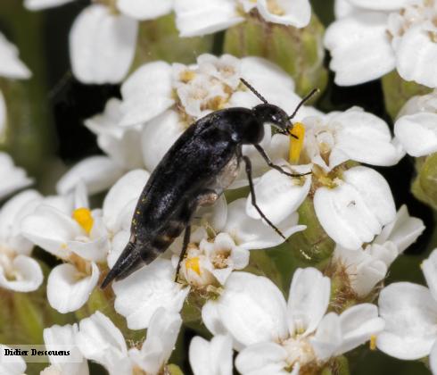 Adult tumbling flower beetle, <i>Mordella</i> sp.