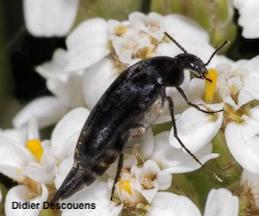 Adult tumbling flower beetle.