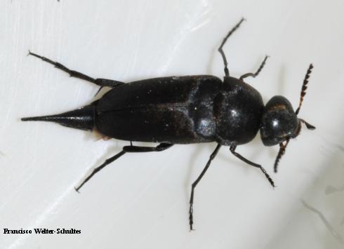 Adult tumbling flower beetle, <i>Mordella</i> sp.