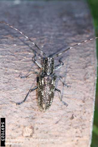 Whitespotted sawyer, <i>Monochamus scutellatus,</i> adult longhorned beetle, or roundheaded wood borer.