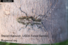 An adult sawyer beetle, one of several Monochamus species that spread pine wilt nematodes.