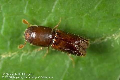 Oak ambrosia beetle, <i>Monarthrum scutellare;</i> note the clubbed antennae and bristles on wing covers.