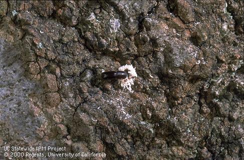 Adult ambrosia beetle, <i>Monarthrum scutellare,</i> and its pale, sawdustlike boring frass (excrement) on oak bark.