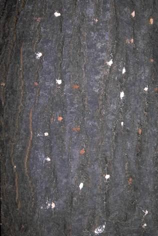 White frass and tunnels of oak ambrosia beetle, <I>Monarthrum scutellare,</I> and red boring dust from oak bark beetle, <I>Pseudopityophthorus pubipennis,</I> on coast live oak bark.