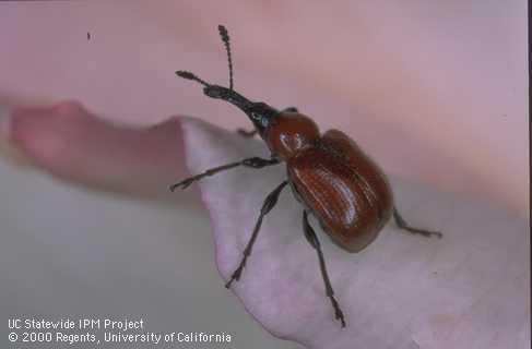 Adult rose curculio, <i>Merhynchites</i> sp., on a rose blossom.