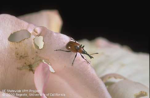 Adult rose curculio, <i>Merhynchites</i> sp., and its chewing feeding damage on rose petals.