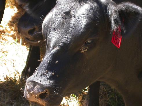 Face flies, <I>Musca autumnalis,</I> on the face of a steer.