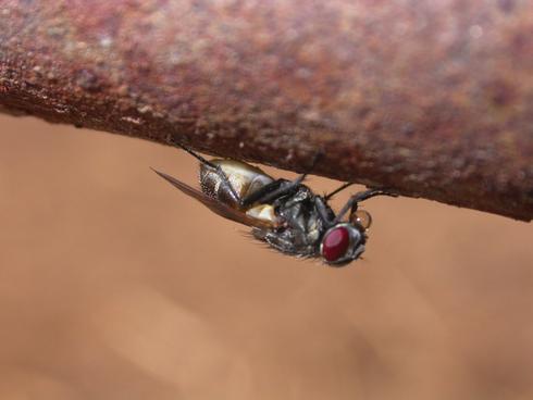 Adult house fly, <I>Musca domestica,</I> at rest.